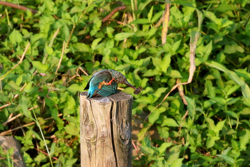 カワセミさん４