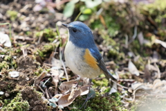 ルリビタキ君３　ちかっ！！