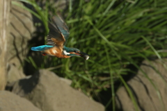 パパセミ６