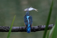 今日のカワ子ちゃん
