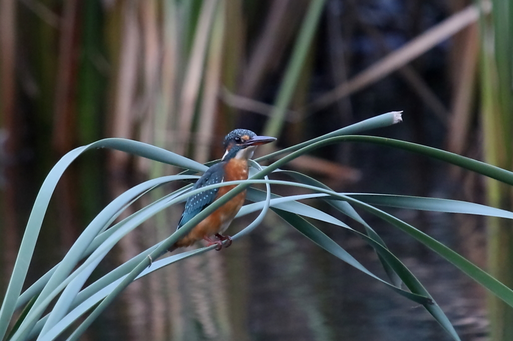 本日のカワ子ちゃん