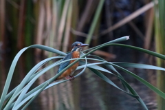 本日のカワ子ちゃん