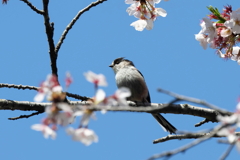 春と言えば