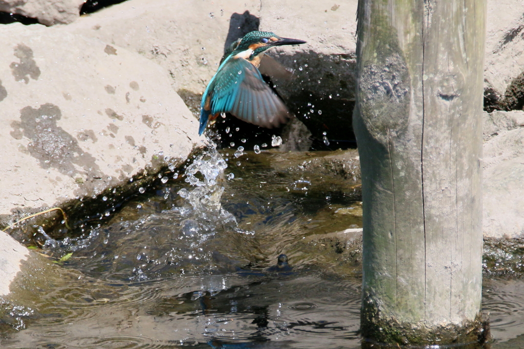今日のチビカワ１号