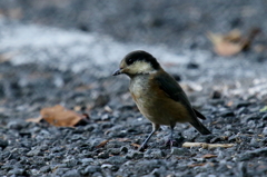 ヤマガラッ子３