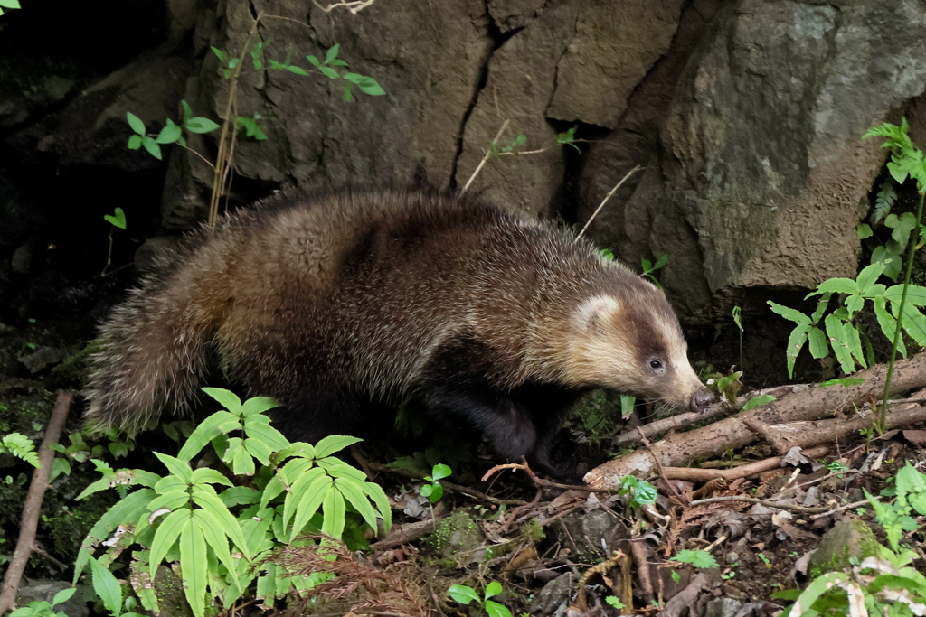 アナグマさん２