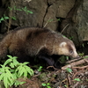 アナグマさん２