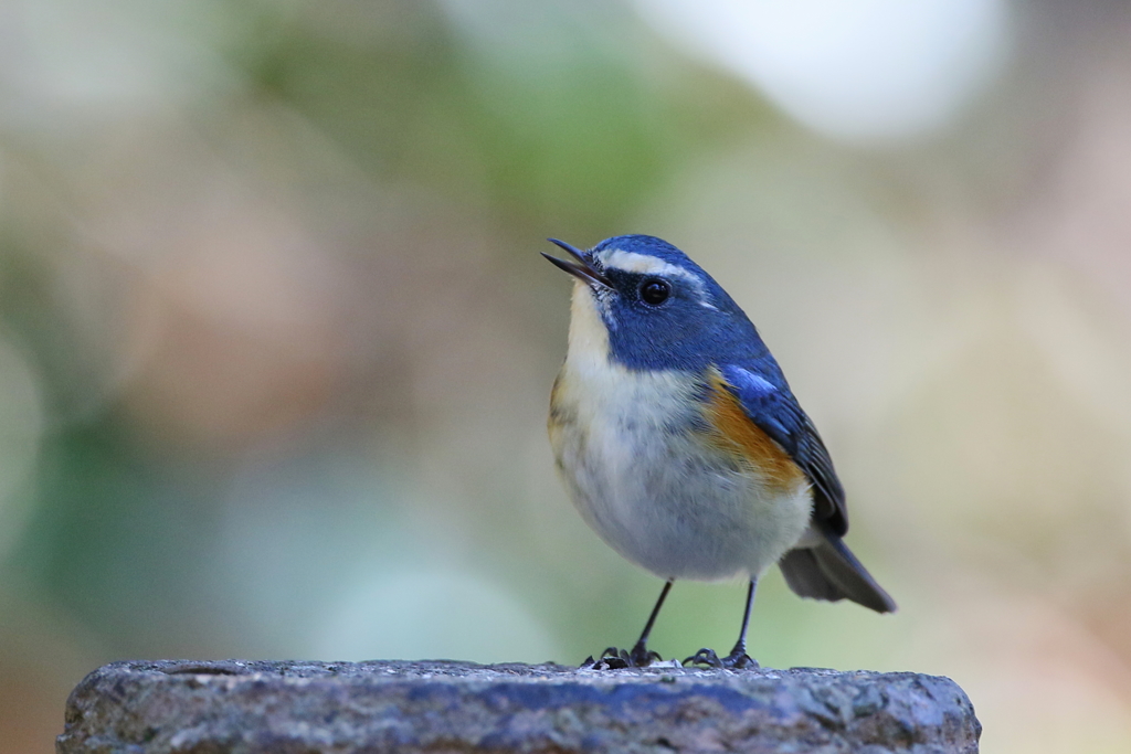 ルリ君 ステージ