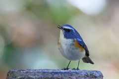 ルリ君 ステージ