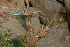 カワセミさん１