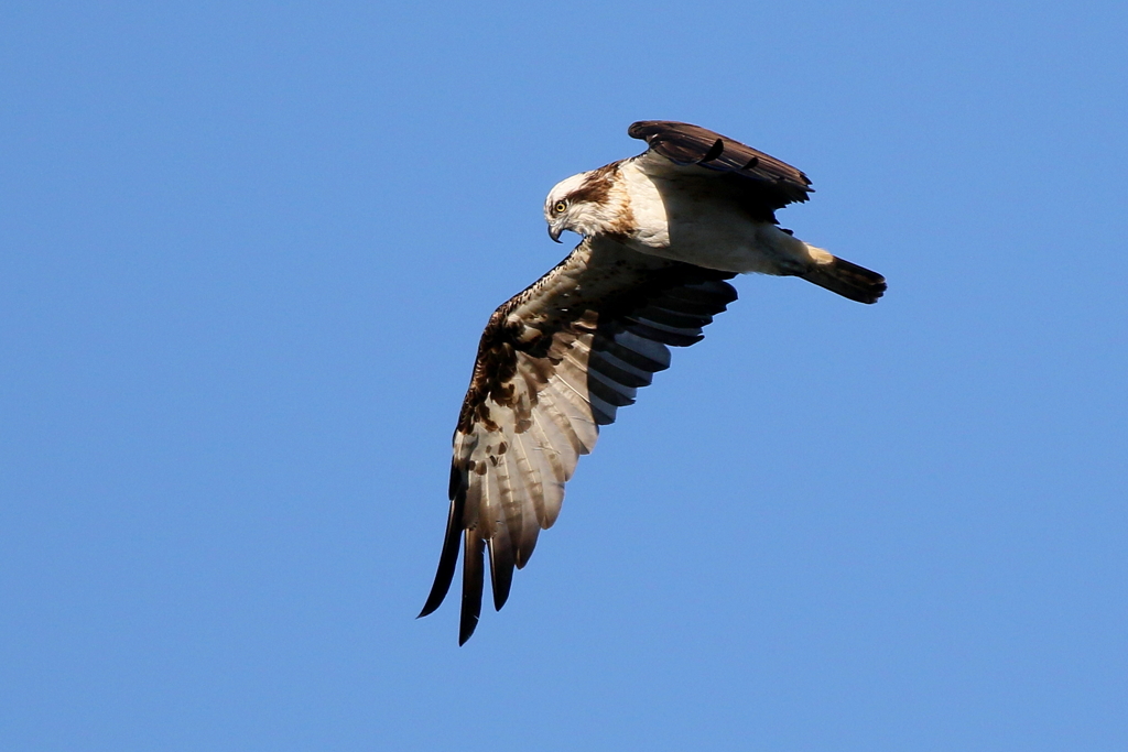 青空ミサちゃん２