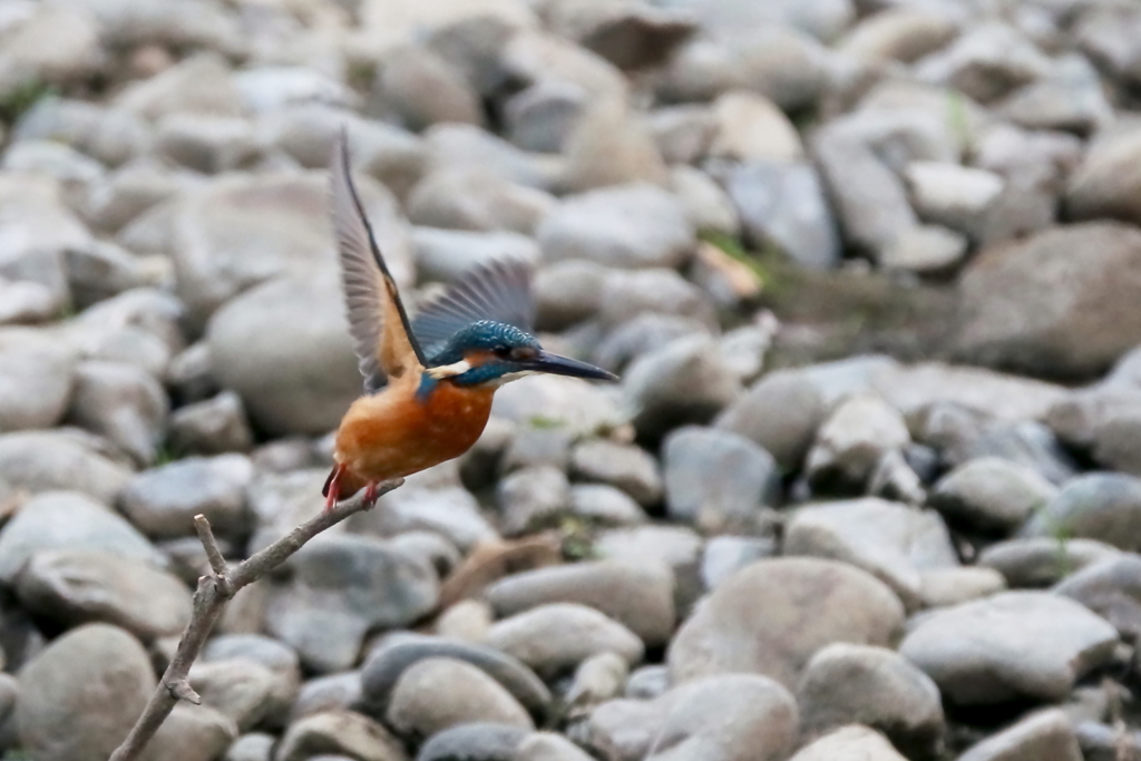 今日のカワ男君