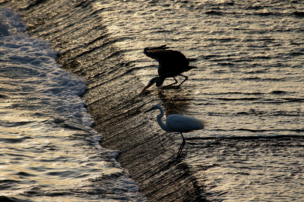 アオとダイチャン