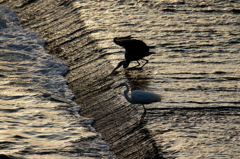 アオとダイチャン