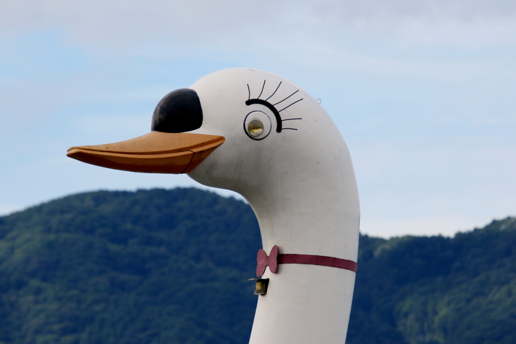 諏訪湖のスワン