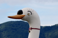 諏訪湖のスワン