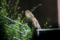 サルものは追わず