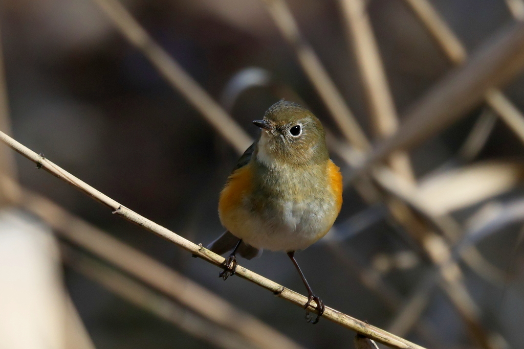 ルリビタキさん？