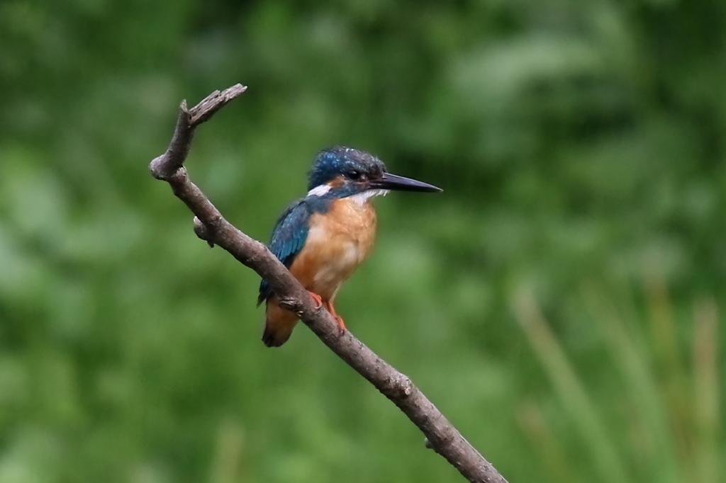 カワセミとおちゃん