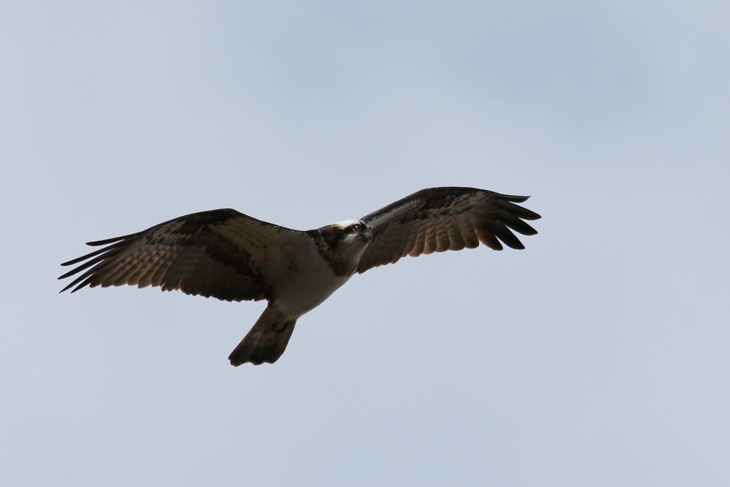 今日のミサゴ君２