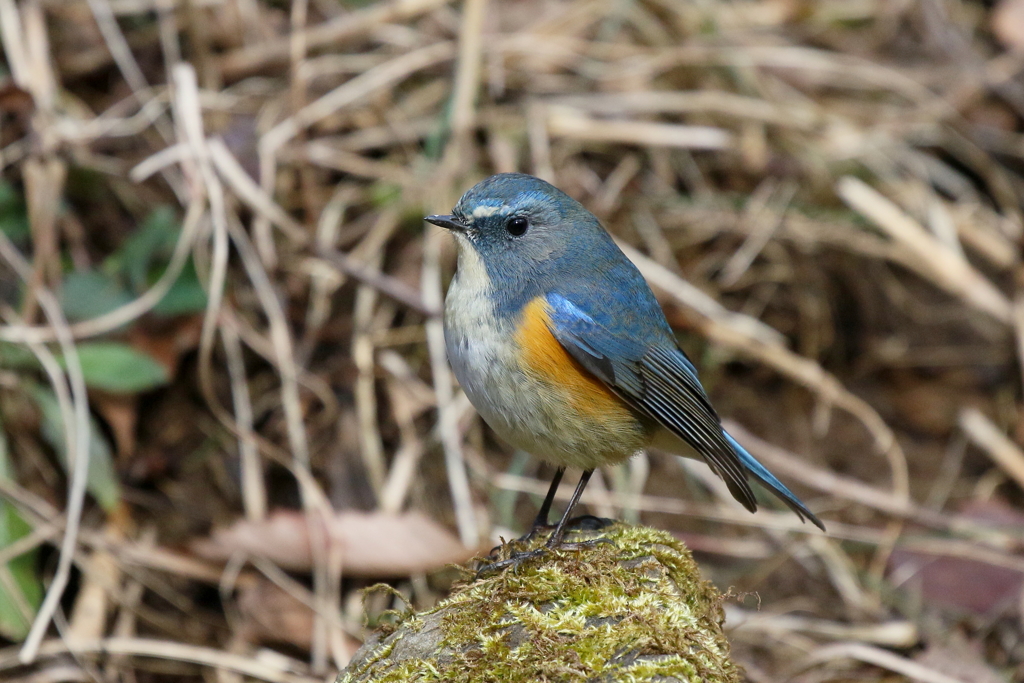 ルリビタキ君２