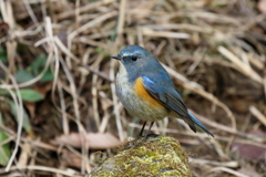 ルリビタキ君２