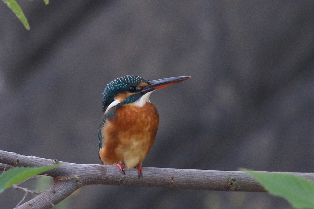 初見カワ子ちゃん