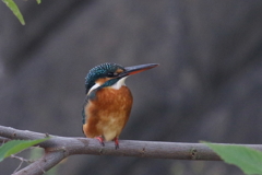 初見カワ子ちゃん