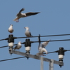 風上に向かって