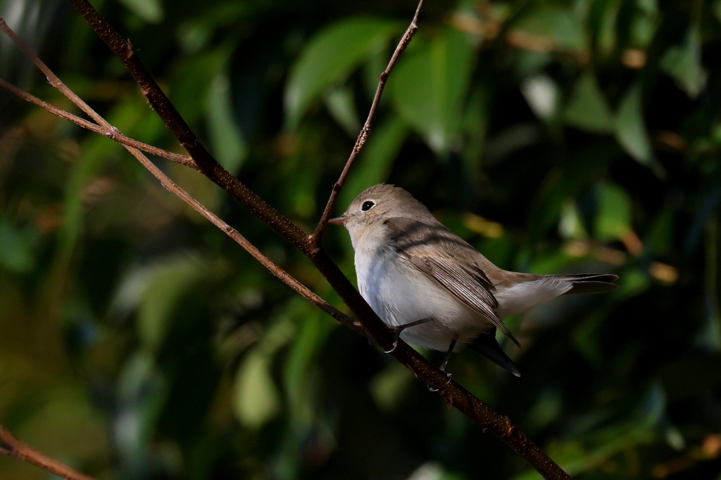 ニシオジロビタキさん5
