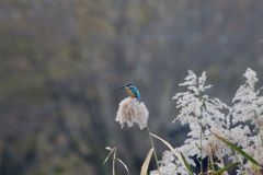 平成カワすすき