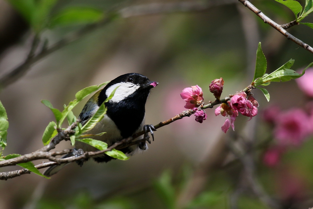 桃シジュウカラ２
