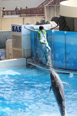 イルカショー３