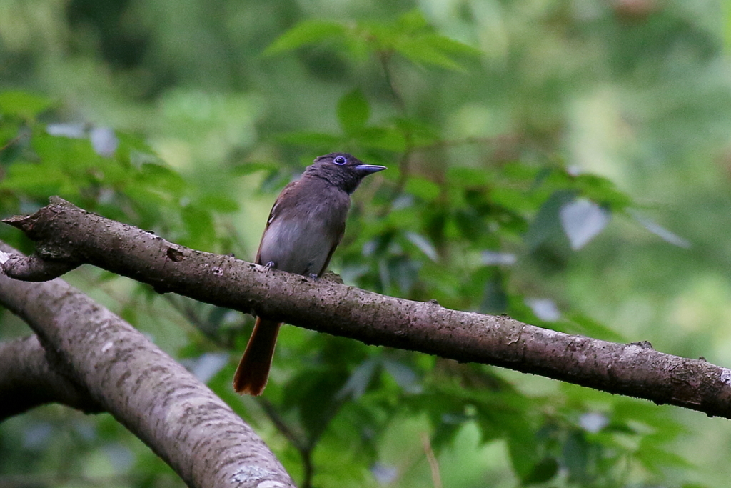 サンコウチョウさん２