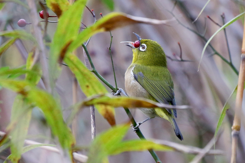 いただきま～す