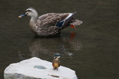 一番子＆カルちゃん