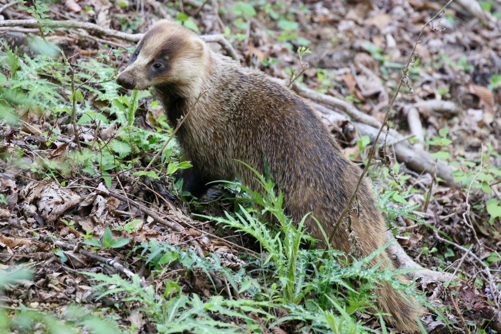 アナグマさん