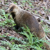 アナグマさん