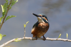 チビカワちゃん