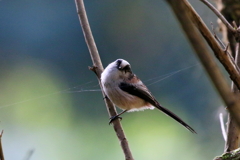 エナガちゃん２