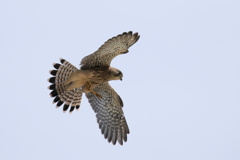 チョウゲンチビ１