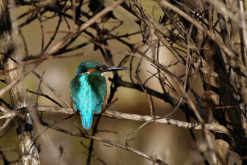 エメラルドグリーン カワちゃん