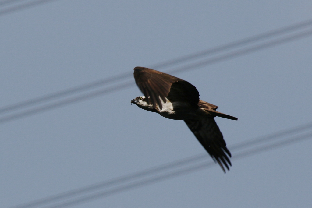 山のミサゴ（おまけ）