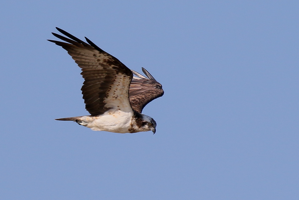 今日のミサ男君