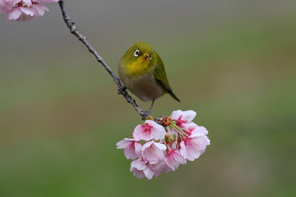 花見