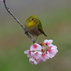 花見