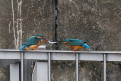 かあちゃん捕ってきたよ