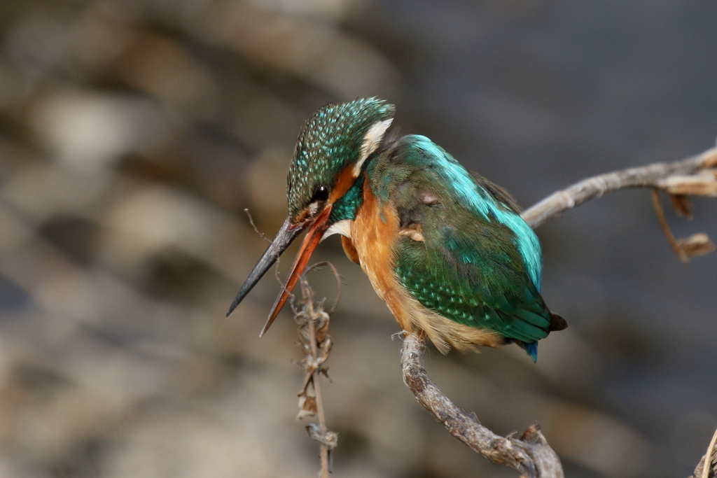 カワ子ちゃん２