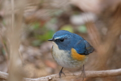 ルリビタキ君 ちかっ！