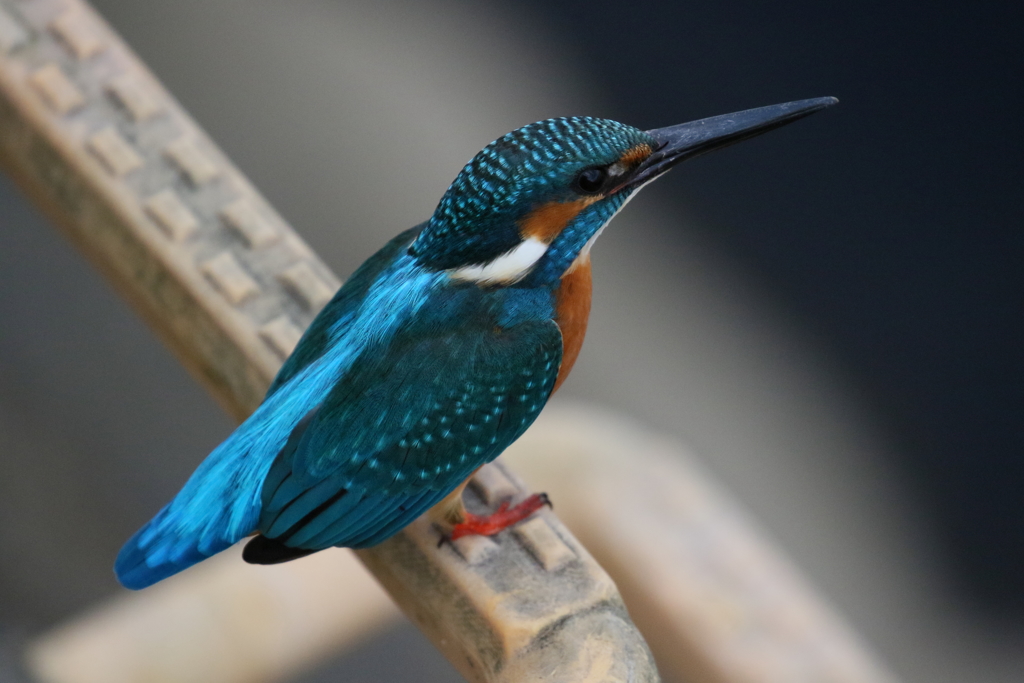 おどかさないで